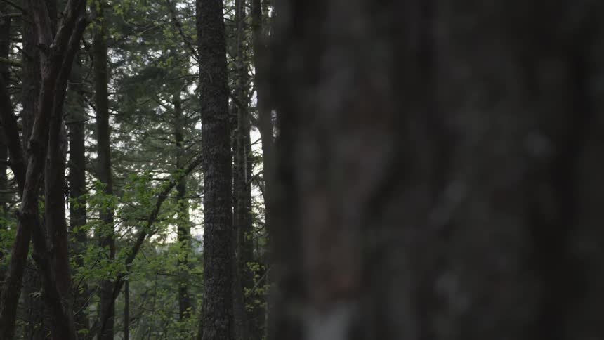 Man Jogging Through Forest