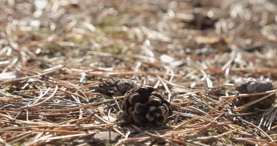 Pine cone on the forest floor