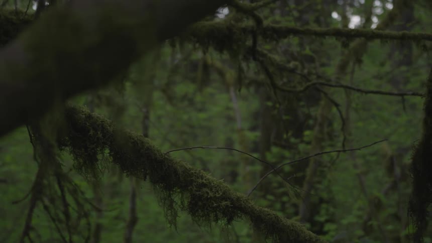 Man Jogging Through Forest