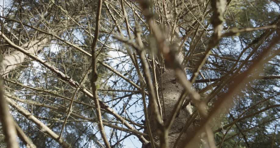 Pine Forest Scenics