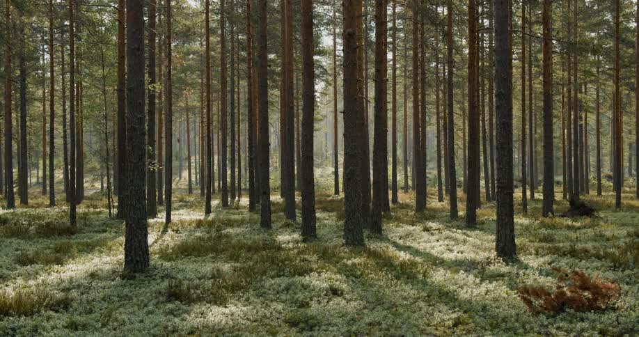 Pine Forest Scenics