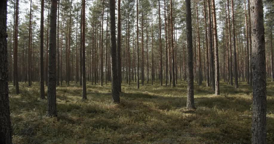 Pine Forest Scenics