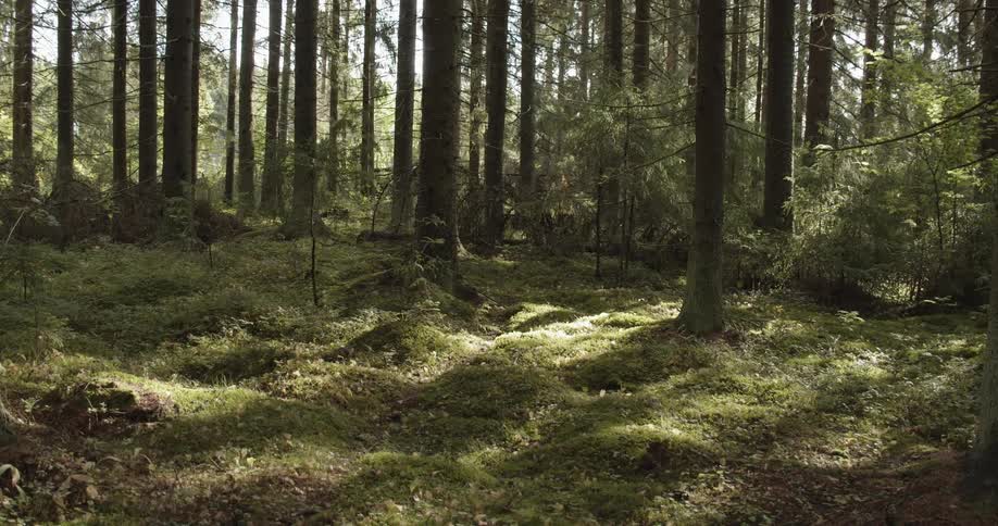 Pine Forest Scenics