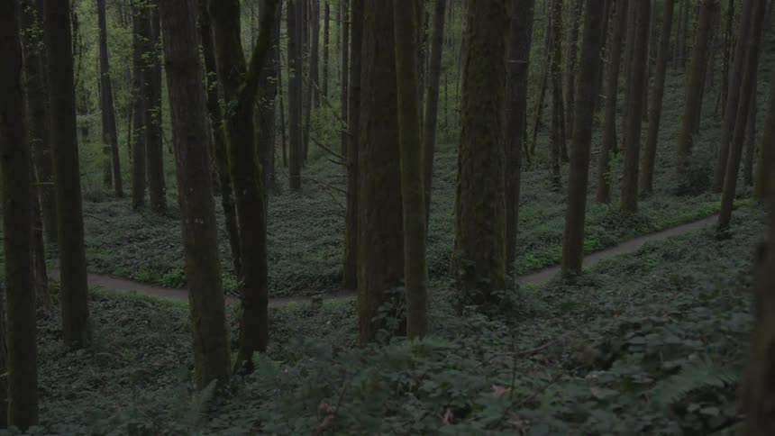 Man Jogging Through Forest
