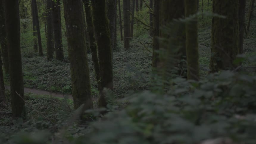Man Jogging Through Forest