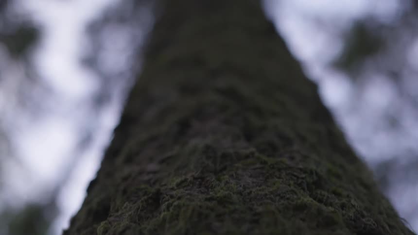 Man Jogging Through Forest