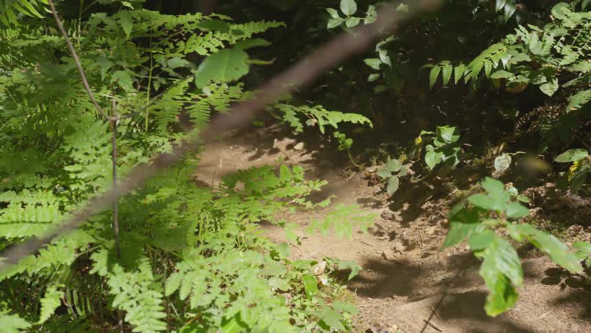 Man Mountain Biking In Forest