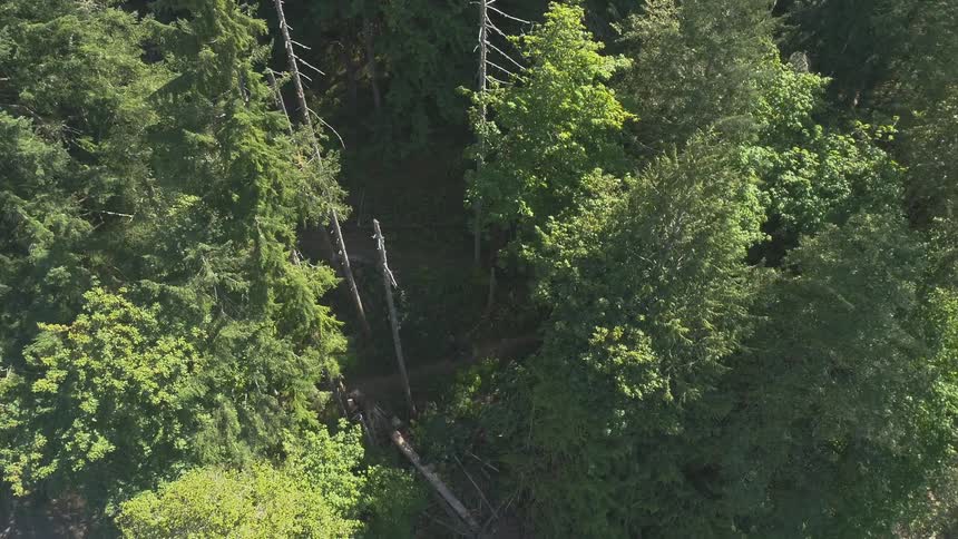 Man Mountain Biking In Forest