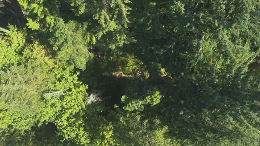 Man Mountain Biking In Forest