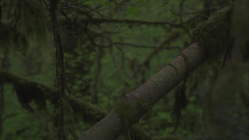 Man Jogging Through Forest
