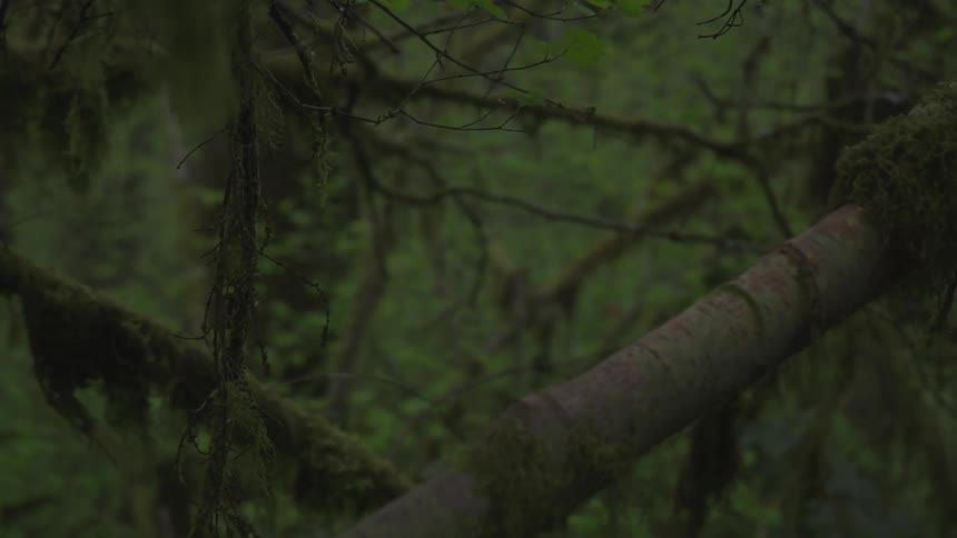 Man Jogging Through Forest