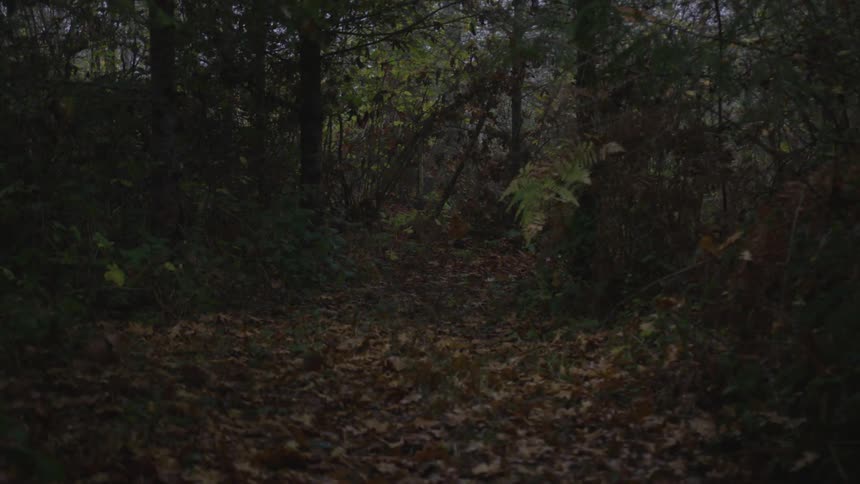 Man In Forest With Weapons