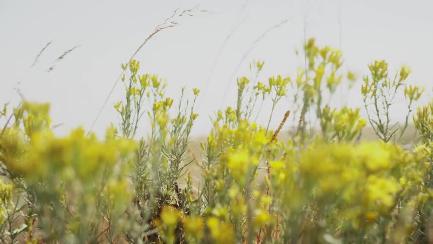 Green plants blowing in the wind on a cloudy day