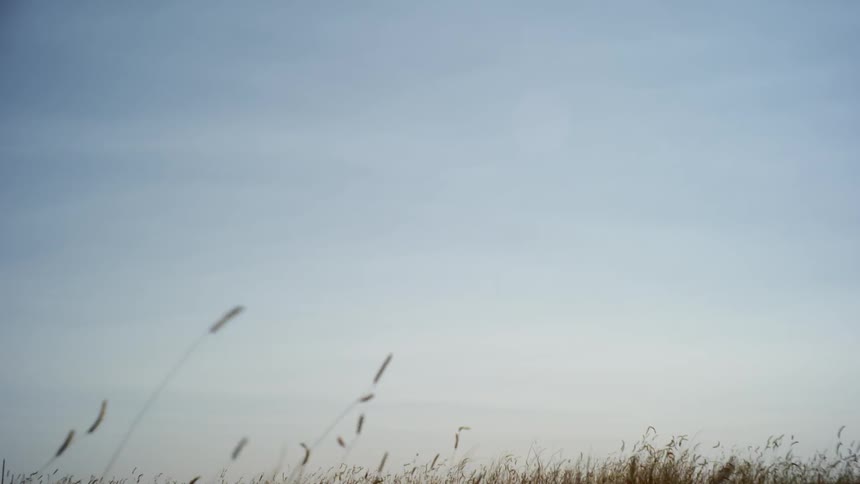 A view looking up at the sky from a wheat field