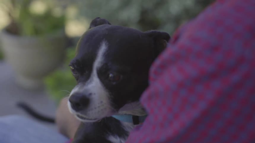 Man With Dogs At Home