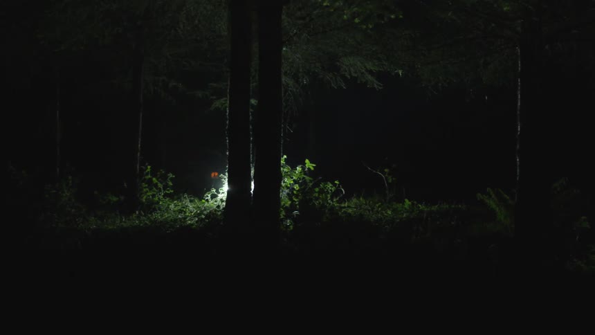 Men In Forest At Night