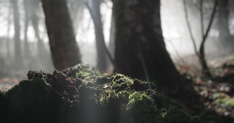 Lost In Forest