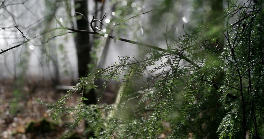 View of some tree branches and fog in the background