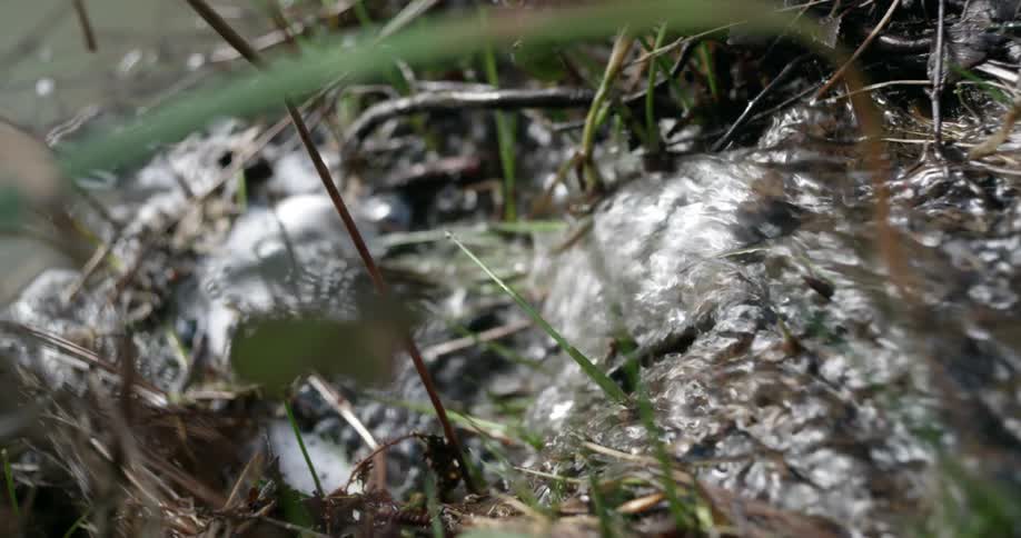 Water flowing through grass