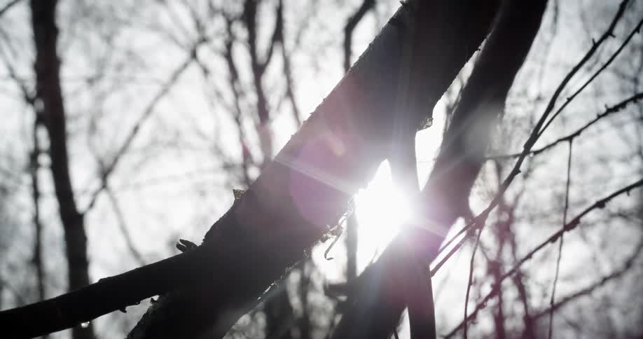 Sun shining through sparse tree branches