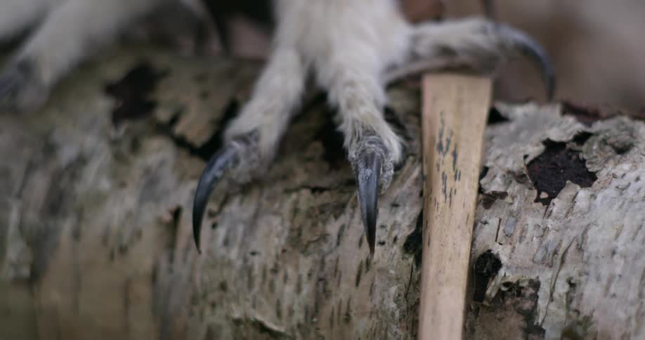 A birds black talons on a tree branch