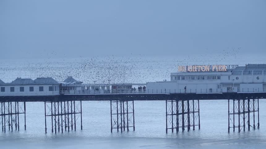 Birds flying in the sky