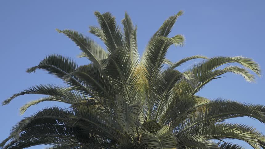 Palm Trees