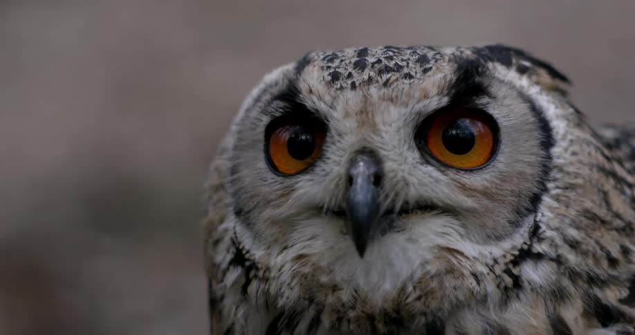 An owl turns its head outdoors