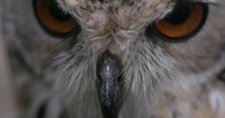 Owl with orange eyes turns its head