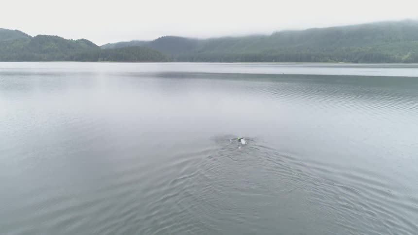 Man Swimming In Lake