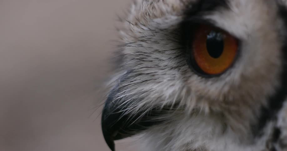 Close up of an owl's profile