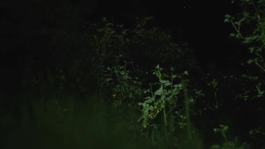 Men In Forest At Night