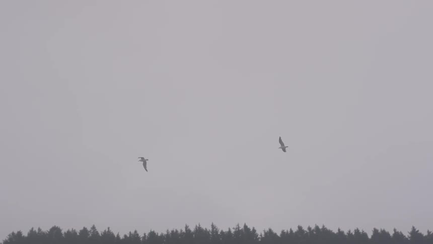 Overcast Coastline Scenics