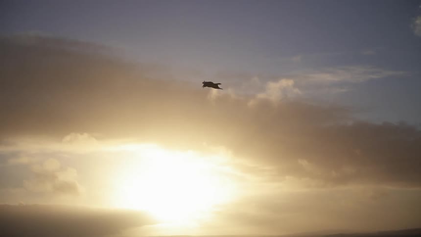 Bird soaring in front of a cloudy sunset