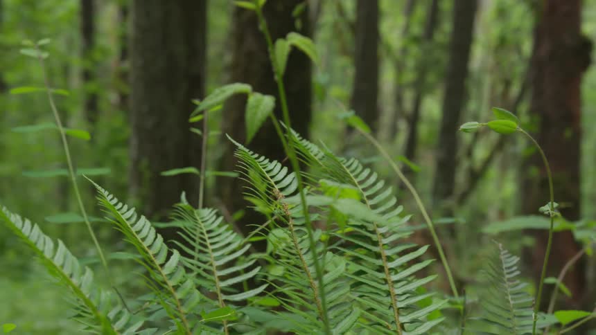 Photographer Hiking In Nature