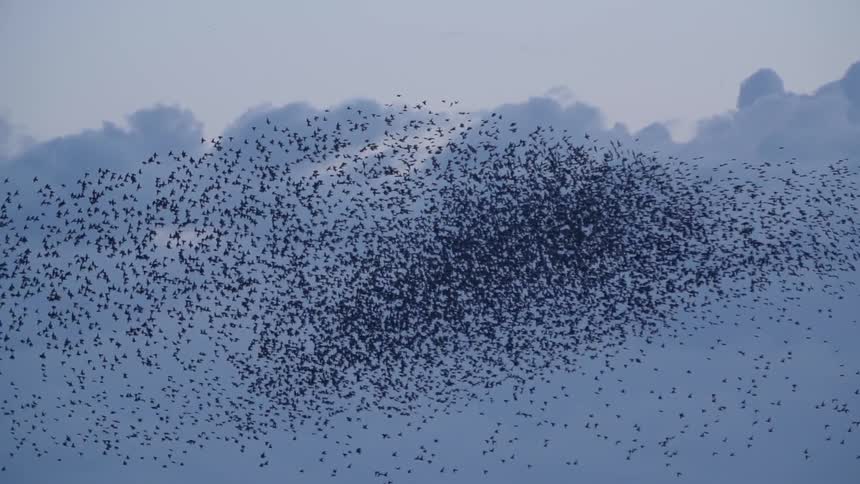 Hundreds of birds flying on a cloudy day