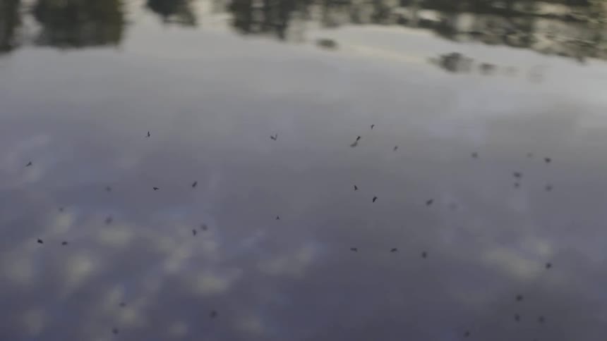 Pond At Sunset