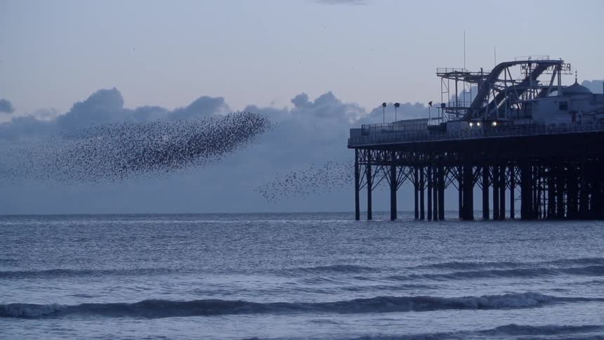 Birds flock and fly overtop of the ocean