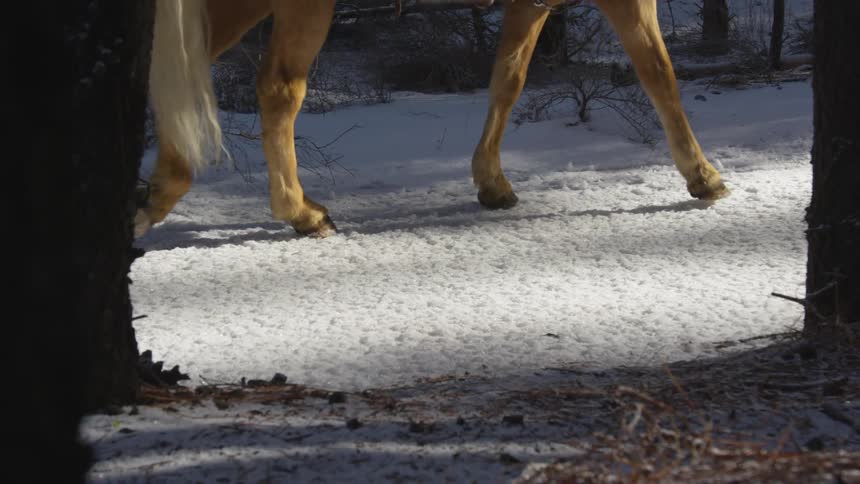 People Riding Horses In Snow