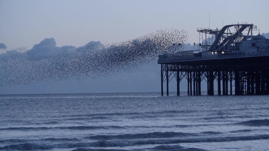 A large flock of birds fly pass a pier on a beach
