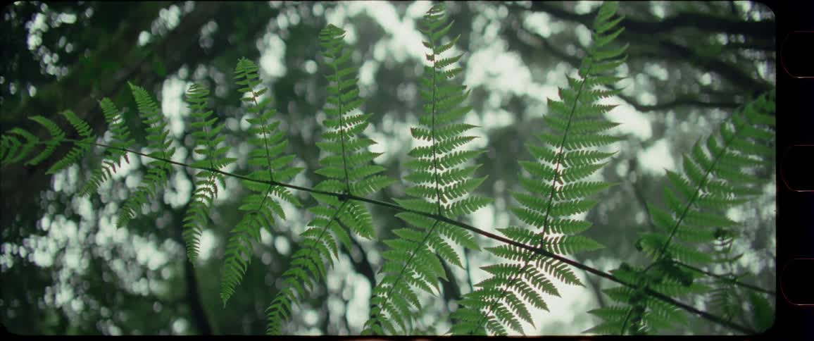 fern plant from belove with trees and sky above