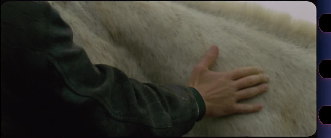 Male hand petting a white horses neck