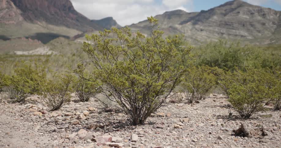 Big Bend Scenics