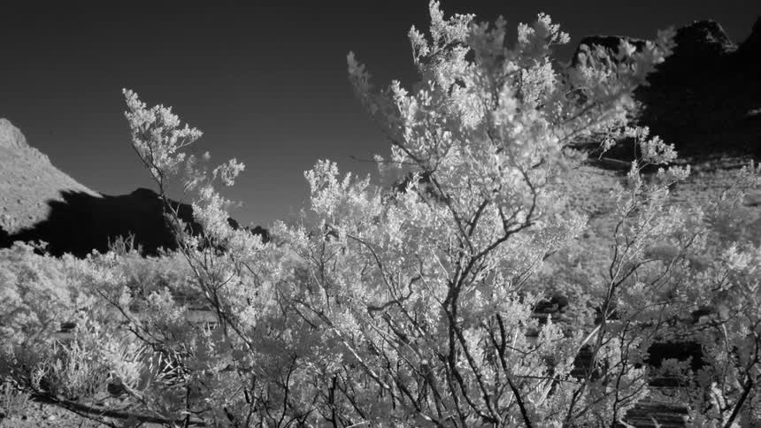 Big Bend Infrared