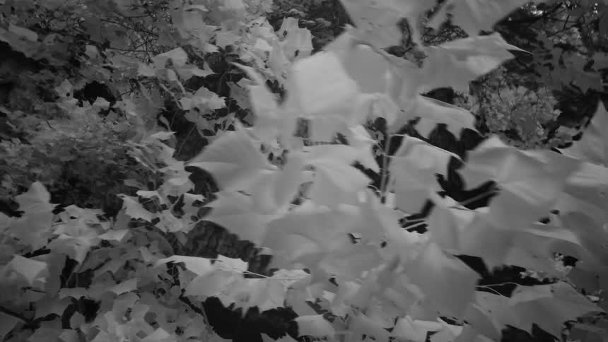 Hamilton's Pool Infrared