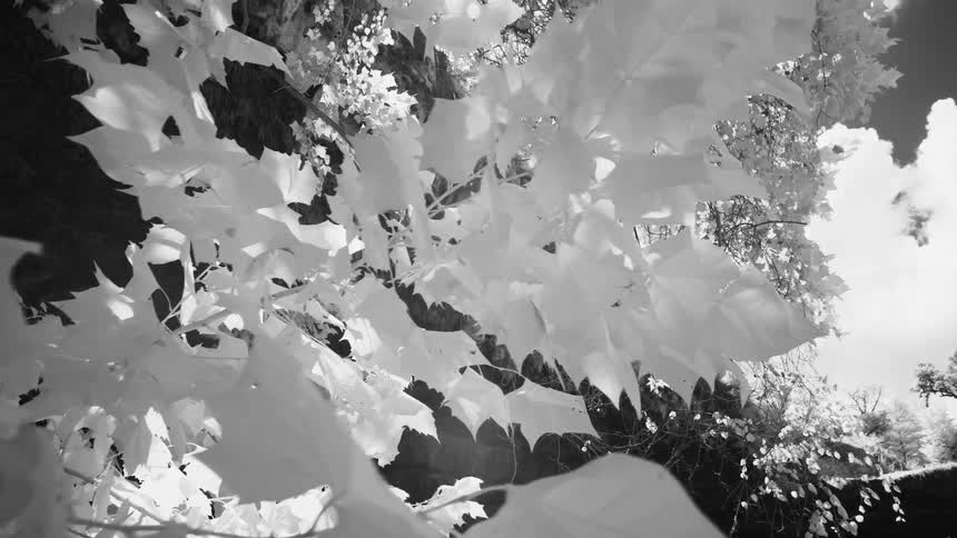 Hamilton's Pool Infrared