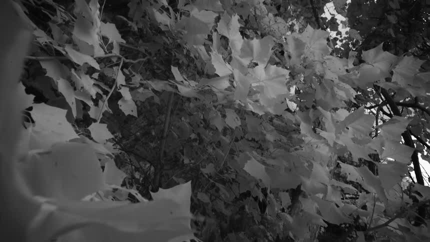 Hamilton's Pool Infrared