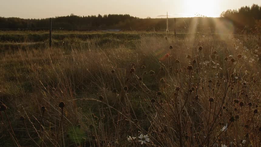 Sustainable Farm With Animals