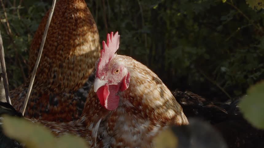 Sustainable Farm With Animals