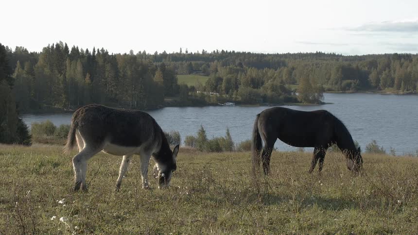 Sustainable Farm With Animals